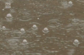 Primavara in februarie. In urmatoarele zile ne asteapta temperaturi de martie sau aprilie - VIDEO