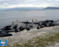 Scene socante in Noua Zeelanda. Peste 400 de balene au esuat pe o plaja din South Island - VIDEO 