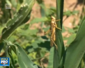 Stare de urgenta in Bolivia din cauza invaziei de...lacuste. Insectele distrug mii de hectare de terenuri agricole - VIDEO