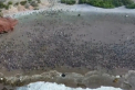 Un milion de pinguini in acelasi loc. Imaginile uluitoare au fost surprinse in Argentina - VIDEO