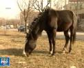 Misiune dificila pentru politistii din sectorul Ciocana. Au alergat toata ziua dupa doi cai, rataciti intr-un parc - VIDEO