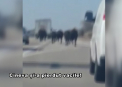 Politistii americani, pe urmele... vacilor: Misiune dificila - au avut de prins o cireada de vaci, care se plimba nestingherit pe o autostrada dintr-un oras din Kansas - VIDEO
