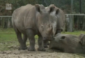 Gest inuman la o gradina zoologica din Franta. Persoane necunoscute au ucis un rinocer alb, apoi i-au taiat cornul - VIDEO