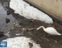 De ras si de plans. O lebada a fost filmata in timp de strangea gunoiul aruncat de oameni - VIDEO