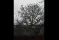 S-au intors GRAURII din tarile calde. Zeci de pasari "galagioase" au fost surprinse astazi intr-o suburbie a capitalei - VIDEO