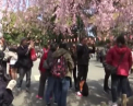 Tablou de poveste la Tokyo: Au inceput sa infloareasca ciresii, iar turistii raman impresionati de frumusetea lor - VIDEO