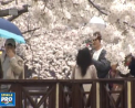 Tablou de poveste la Festivalul Florilor din Seul: mii de oameni si-au dat intalnire in capitala Coreei de Sud, pentru a admira orasul, in zeci de culori - VIDEO