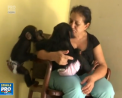 O femeie din Cuba a devenit mama de cimpanzei. Fiind ingrijitoare de animale intr-o gradina zoologica a luat acasa doua maimute - VIDEO