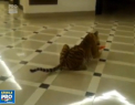 Client mai putin obisnuit printr-un centru comercial din orasul rus Habarovsk. Un tigru a fost filmat in timp ce se plimba pe holuri - VIDEO