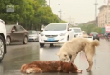 Imagini emotionante in China. Un caine a fost filmat in timp ce incercat sa salveze un haski, care a fost lovit de o masina - VIDEO