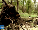 Nu doar gradina Botanica, dar si parcul Dendrariu din capitala, afectat de iarna din aprilie. Administratia spune ca are nevoie de o luna pentru a lichida consecintele - VIDEO