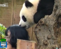 Un urs panda de la o rezervatie naturala din China a muscat o vizitatoare de cap, cand femeia incerca sa faca o poza - VIDEO