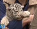 O gradina zoologica din Austria se bucura de noi membri. Patru pui de tigru alb au fost adusi pe lume: "Ma simt de parca as fi tatal lor" - VIDEO