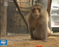 O maimuta din Tailanda a fost pusa pe slabit. Are un regim strict, in plus, va face si sport - VIDEO 