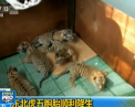 Cinci pui de tigru in varsta de o luna au fost aratati pentru prima oara publicului din China. Cum arata cei trei masculi si doua femele - VIDEO 