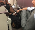 Panica printre pasagerii unui zbor Malaysia Airlines. Un barbat a vrut sa intre peste piloti si a amenintat ca are o bomba
