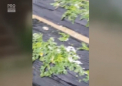 O ploaie cu grindina de marimea unei mingi de tenis a facut prapad in Coreea de Sud. Furtuna le-a distrus recoltele fermierilor - VIDEO