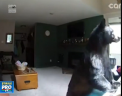 Un urs a intrat in locuinta unei femei din Colorado, a scotocit prin bucatarie, iar apoi a "cantat" la pian - VIDEO