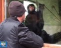 Vizitatorul unei gradini zoologice din Marea Britanie a ramas surprins de felul in care o maimuta a putut sa-i copie miscarile - VIDEO