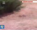 Sobolanii se plimba nestingheriti prin capitala. Oamenii care traiesc in blocurile din apropiere cred ca rozatoarele au fost atrase de mormanele de gunoi - Ce spun autoritatile - VIDEO