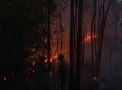 Un incendiu de padure face ravagii si se extinde extrem de rapid in Portugalia: peste 60 de persoane si-au pierdut viata pana acum - VIDEO