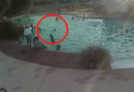 Un copil... a salvat un alt copil care se afla la un pas de moarte: a vazut cum micutul de 3 ani se ineaca si l-a scos la suprafata - VIDEO