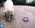 Un urs polar de la o gradina zoologica din Moscova, innebunit dupa fotbal: a devenit oracolul Cupei Confederatiilor - VIDEO