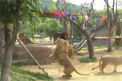 Se sufoca de caldura nu doar oamenii, dar si animalele. La o gradina zoologica din Coreea de Sud, ursii si maimutele au prioritate la dusuri cu furtunul, iar mancarea o primesc inghetata - VIDEO