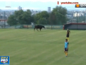 Au vrut sa joace fotbal. Un bou a patruns a ajuns pe teren, in timpul unei partide amicale din Bulgaria. Cine a aparut peste cateva secunde - VIDEO