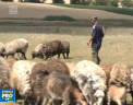 Arsita de afara nu-i sperie pe oamenii de la sate sa iasa in camp. Pentru Mos Nicolae munca incepe in zori, iar sa stea acasa pe timp de canicula nici nu se gandeste: "Ne udam chipiul" - VIDEO