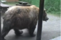 Cum ar fi sa te trezesti in casa cu un...urs? I s-a intamplat unei femei din SUA, care se afla in masina cand animalul a intrat in garaj  - VIDEO