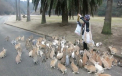 In Japonia exista "Insula Iepurilor". Imagini desprinse parca dintr-un film fantastic. VIDEO