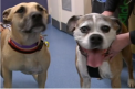 Nu doar oamenii pot salva vieti, donand sange ci si... animalele. Un veterinar din Australia a deschis un centru de donare pentru animale -  VIDEO
