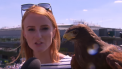 Un soim, in centrul atentiei la Wimbledon. Rufus vegheaza de 10 ani arenele sportive pentru a alunga porumbeii si alte pasari - VIDEO 

