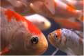 Expozitie unica in Tokyo. Un artist japonez a pus mii de pestisori aurii in acvarii de forme neobisnuite, luminate de LED-uri: "Am vrut sa creez o instalatie artistica vie" - VIDEO