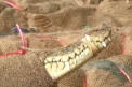 A devenit primul fel de mancare in preferintile turistilor. Carnea de crocodil este un deliciu exotic si e la mare cautare in Tailanda: "Nu va fi pe placul multor chinezi" - VIDEO