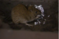 Cartierele din New York au fost invadate de sobolani. Ce au decis sa faca autoritatile pentru a scapa de rozatoare - VIDEO