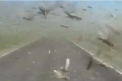 Invazie "apocaliptica" de lacuste in sudul  Rusiei. Peste 100 de mii de hectare de pamant au fost afectate: trei avioane si zece masini imprastie pesticide - VIDEO