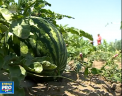 Incepe sezonul pepenilor verzi. Ai nostri nu par atat de apetisanti ca cei de import, in schimb sunt mai sanatosi, spun agricultorii care au inceput culesul - VIDEO