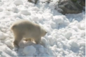 Sarbatoare intr-o gradina zoologica din Finlanda. Pentru ca ursii polari sa se racoareasa au fost aduse 5 camioane pline cu zapada: s-au tolanit si s-au jucat in omat - VIDEO