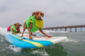 O plaja din California a devenit loc de intrecere pentru caini. Patrupezii au facut surfing singuri sau impreuna cu stapanii - VIDEO