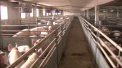 Rusia introduce restrictii pentru produsele de porc din Romania