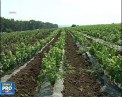 Ploile abundente din primavara ar putea avea si efecte pozitive. BM considera ca acestea ar putea aduce un an rodnic in agricultura, care ar propulsa macar putin economia tarii in sus - VIDEO
