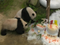 Sarbatoare la o gradina zoologica din Malaezia. Trei ursi panda, membrii aceleiasi familii, isi sarbatoresc ziua de nastere, iar ingrijitorii au pregatit doua torturi din inghetata cu fructe - VIDEO