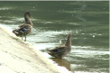 Ultimele zile de vara vor fi fierbinti. Meterologii au emis cod galben de canicula. Pana cand este valabil si ce temperaturi se vor inregistra - VIDEO