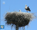 In Moldova ar fi peste o mie de cocostarci. Ce au descoperit in timpul recensamantului berzelor tinerii de la societatea pentru protectia pasarilor - VIDEO
