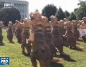 Zeci de oameni costumati in dinozauri s-au plimbat pe strazile din Washington. Acestia au protestat fata de propunerea lui Donald Trump de a taia din finantarea unor programe nationale sociale - VIDEO