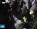 Un crocodil a fost prins, pe o plaja foarte cunoscuta printre turisti - VIDEO