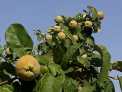 Afacere dulce-amaruie... la propriu. Un atreprenor moldovean se plange ca a investit mii de lei intr-o livada de gutui si ca are recolta bogata, insa nu are unde sa o vanda - VIDEO