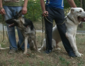 Si stapanii trebuie dresati! Unul dintre cei mai cunoscuti dresori de animale de la noi spune ca un simplu gest poate imblanzi si cel mai fioros animal, iar pentru asta, stapanii trebuie sa stie ce sa faca - VIDEO